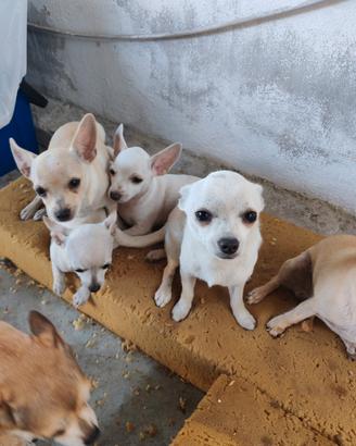 chihuahua