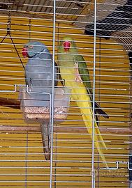 Parrocchetto dal collare cleartail