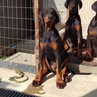 Cuccioli Dobermann