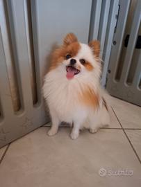 Pomerania miny toy