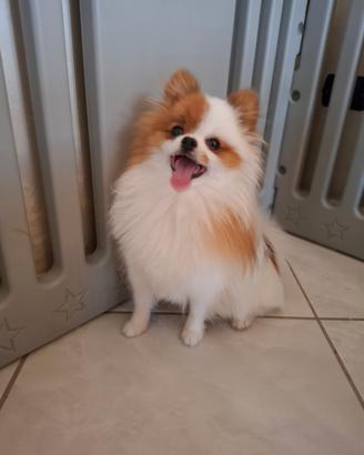 Pomerania miny toy