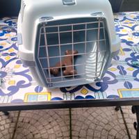 trasportino per cani o gatti 