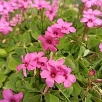 Oxalis Rubra sempreverde acetosella