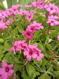 Oxalis Rubra sempreverde acetosella