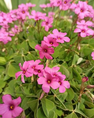 Oxalis Rubra sempreverde acetosella