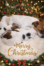 Cuccioli di jack russel