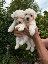 Cuccioli maschi Maltipoo (maltese x barboncino)