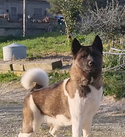 Akita americano