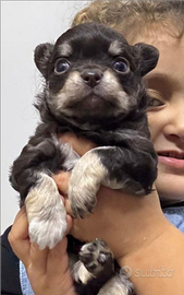 Chihuahua maschio cucciolo