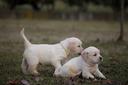 golden-retriver-con-pedigree