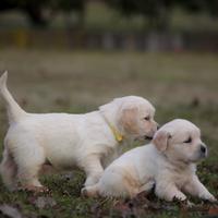 Golden retriver con pedigree