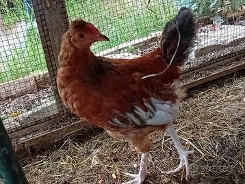 Gallinelle e galletti incroci