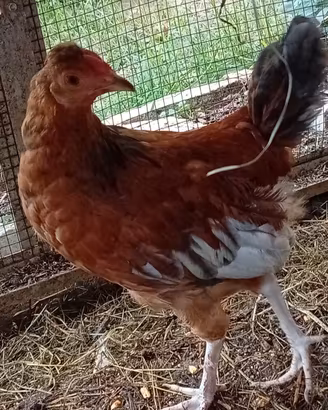 Gallinelle e galletti incroci