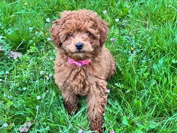 Cucciola barboncino ToY