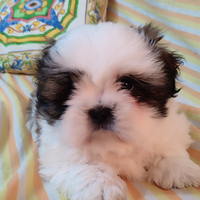 Cuccioli di Shitzu