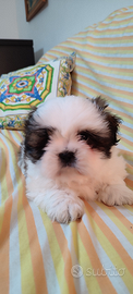 Cuccioli di Shitzu