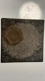 Fossile di Ammonite -Da collezzione / Esposizione