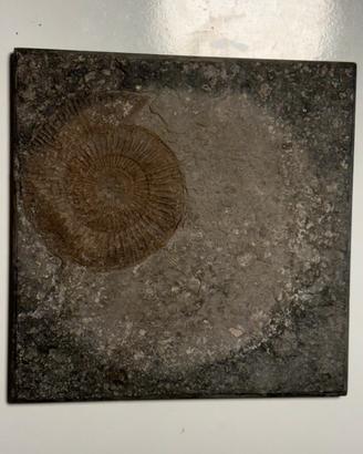 Fossile di Ammonite -Da collezzione / Esposizione