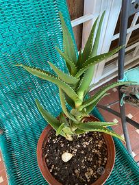pianta grassa aloe arborescens