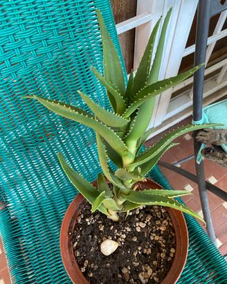 pianta grassa aloe arborescens