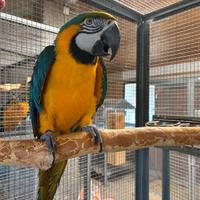 Coppia Ara Ararauna da riproduzione