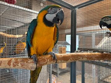 Coppia Ara Ararauna da riproduzione