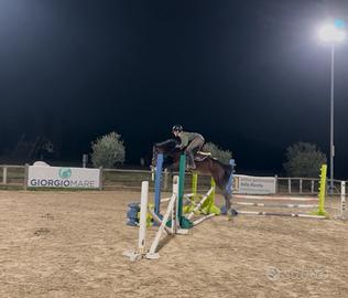 Splendido pony 4 anni