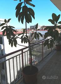 Ficus pianta albero 250 cm vaso