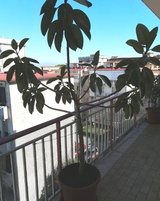 Ficus pianta albero 250 cm vaso