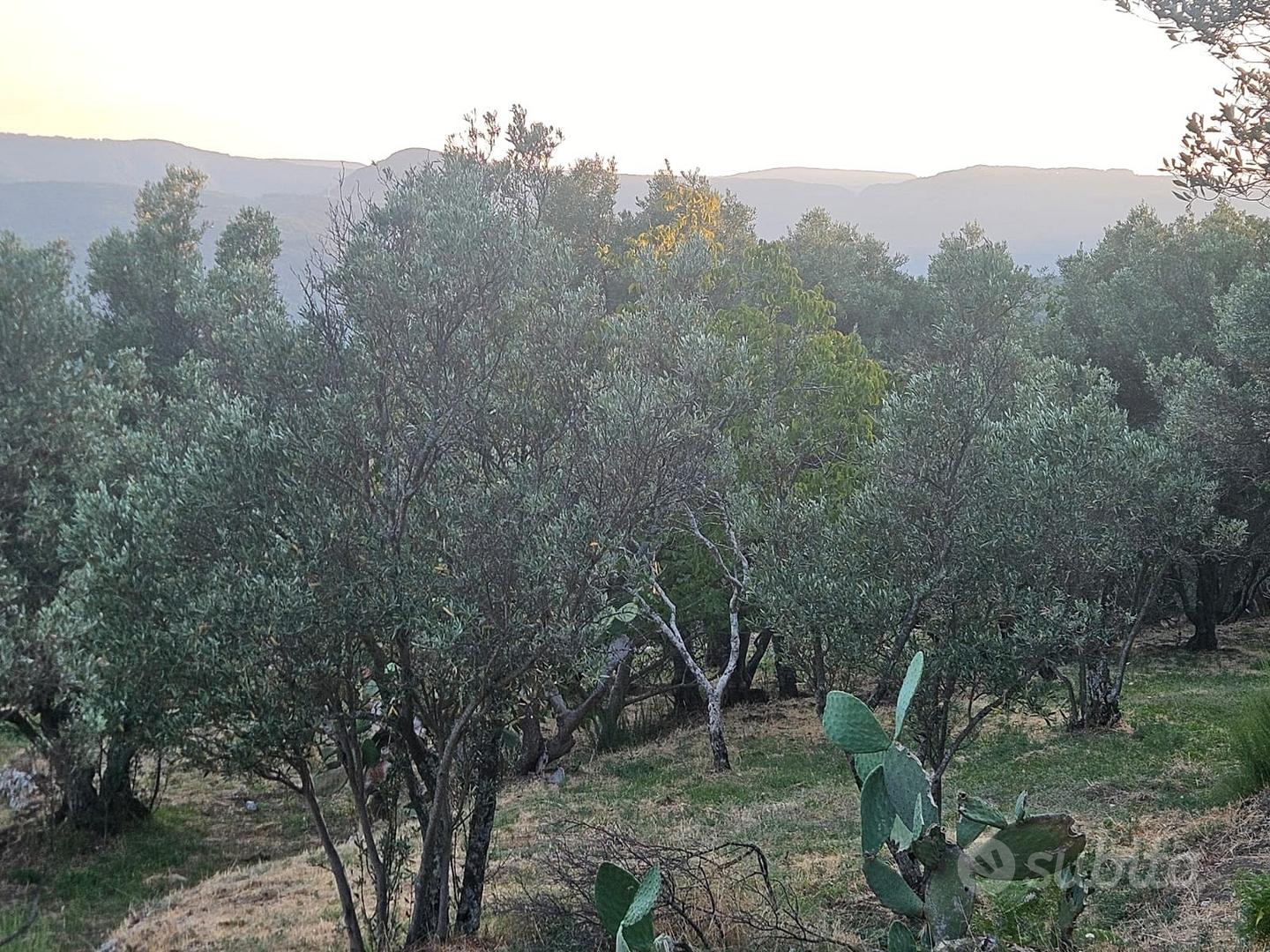 Terreno a Mammola (R.C.) contrada LATRA - Vista 3