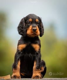 Cuccioli di setter Gordon