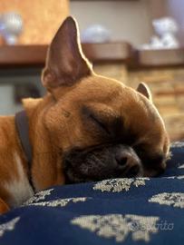 Monta Chihuahua maschio