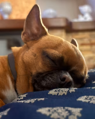 Monta Chihuahua maschio
