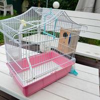 gabbietta per uccelli con accessori