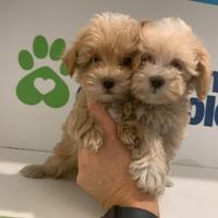 Maltipoo mini toy ( Barboncino Maltese )