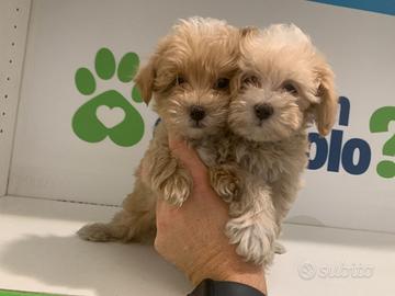 Maltipoo mini toy ( Barboncino Maltese )
