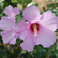 Piantine Hibiscus syriacus