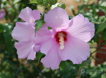 Piantine Hibiscus syriacus