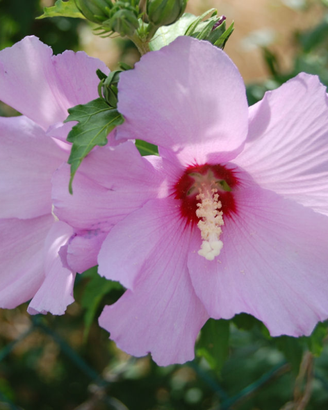 Piantine Hibiscus syriacus