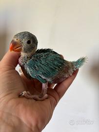 Parrocchetto dal collare allevato a mano