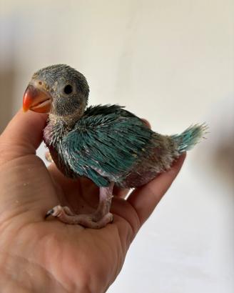 Parrocchetto dal collare allevato a mano