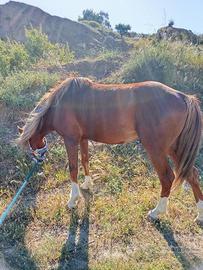Cavallo