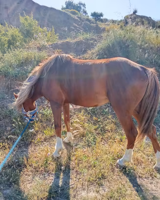 Cavallo