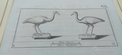 3 stampa antica originale 1700 allegoriche