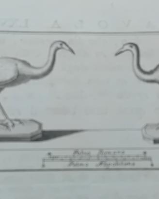 3 stampa antica originale 1700 allegoriche