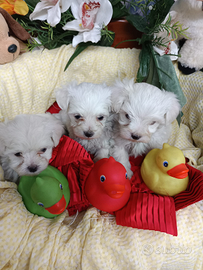Cuccioli Taglia Piccolissima Maltesini Toy