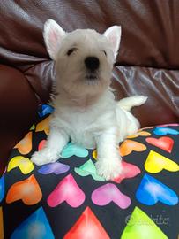 West highland white terrier con pedigree enci