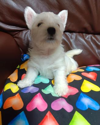 West highland white terrier con pedigree enci
