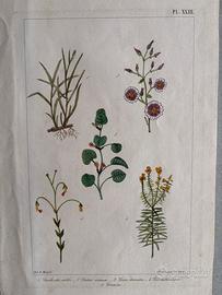 Stampa tavola botanica d'epoca