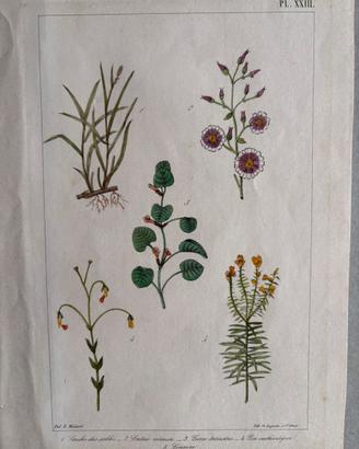 Stampa tavola botanica d'epoca